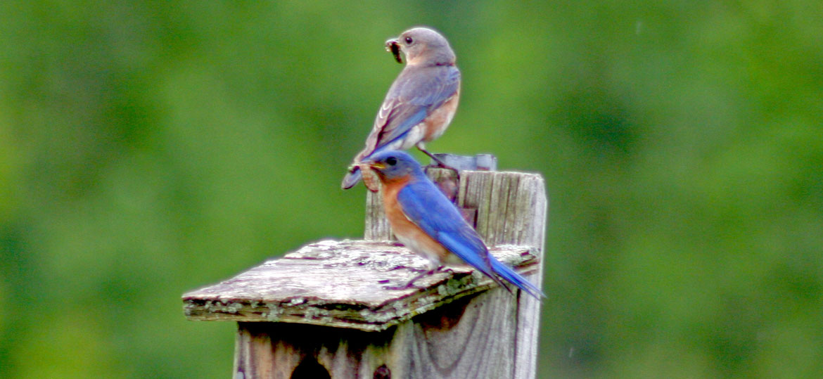 Fledging bluebirds: A few things to know - Avian Report