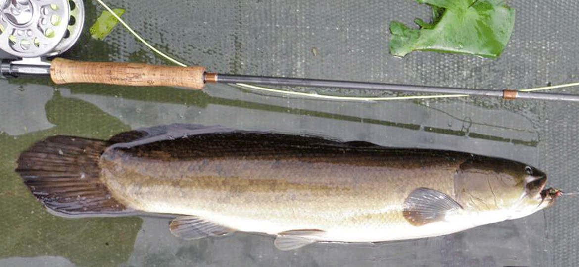 bowfin