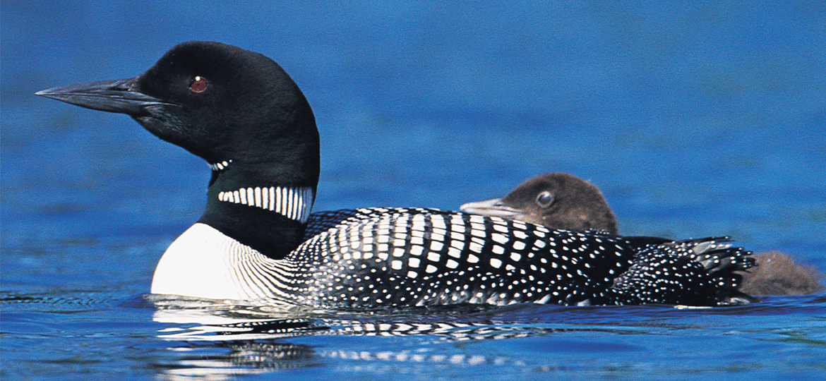 common loon