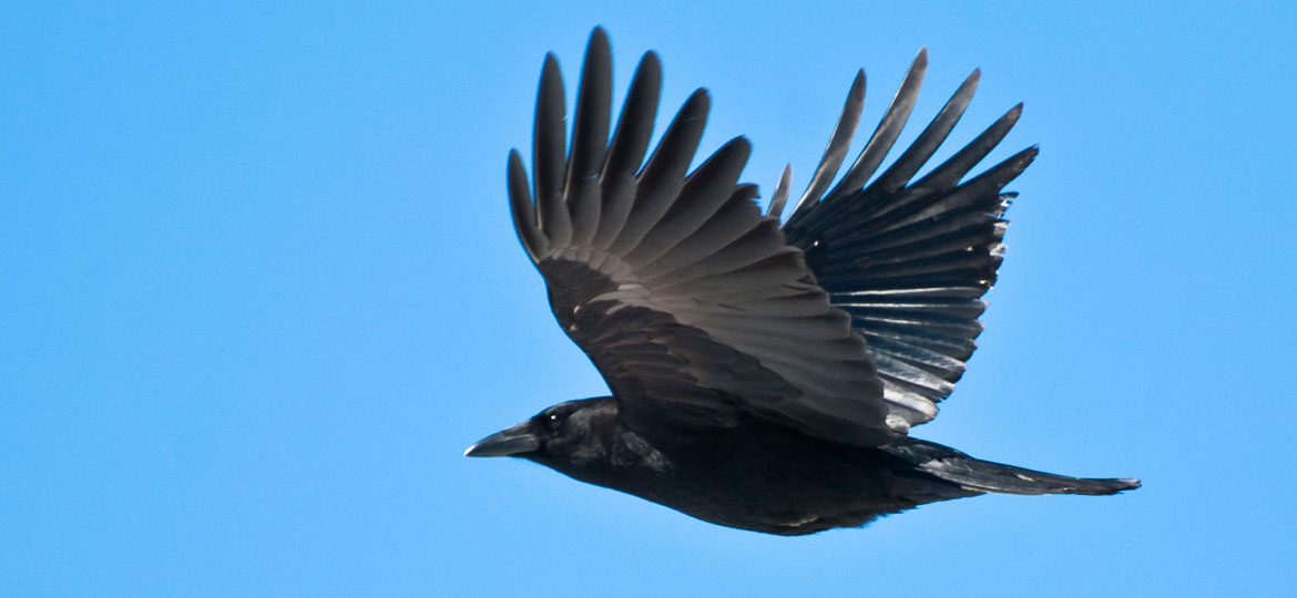 Common Crow | Vermont Fish & Wildlife Department