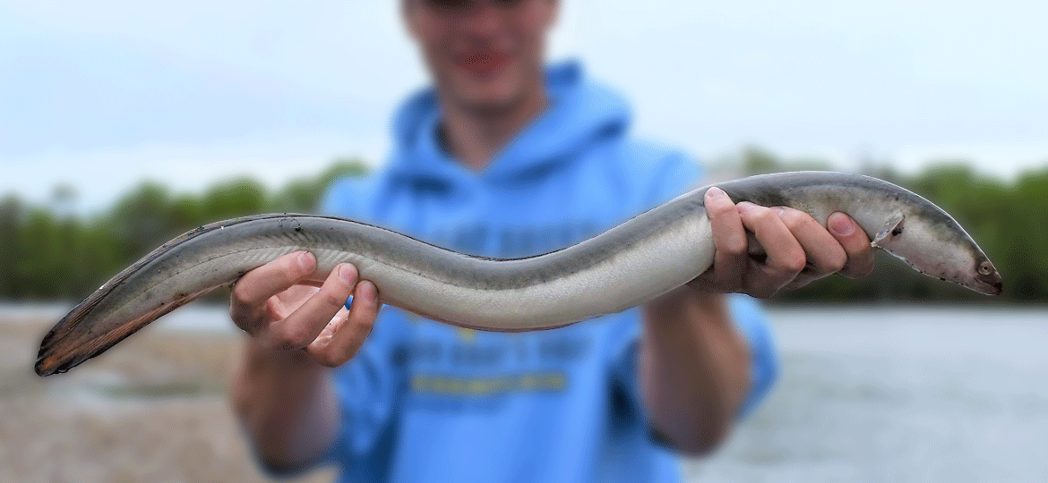 American Eel | Vermont Fish & Wildlife Department