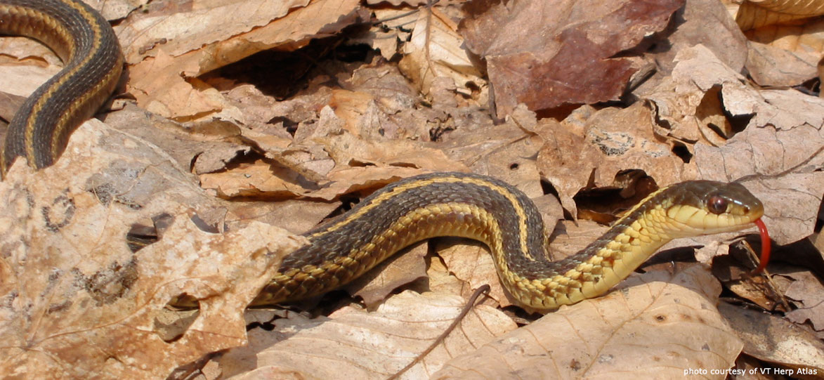 common garter snake