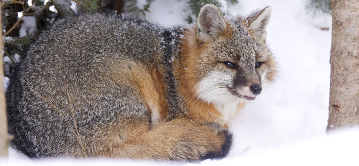Gray Fox | Vermont Fish & Wildlife Department