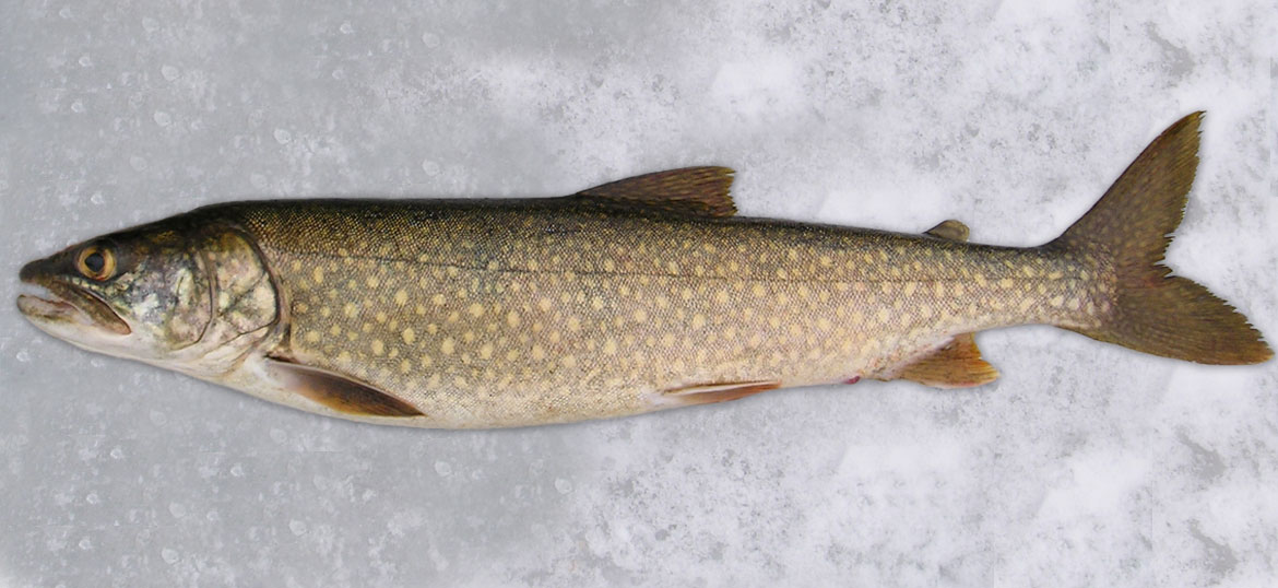 Lake trout laying in snow