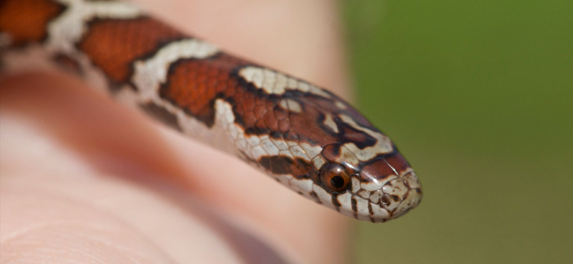 baby milk snake