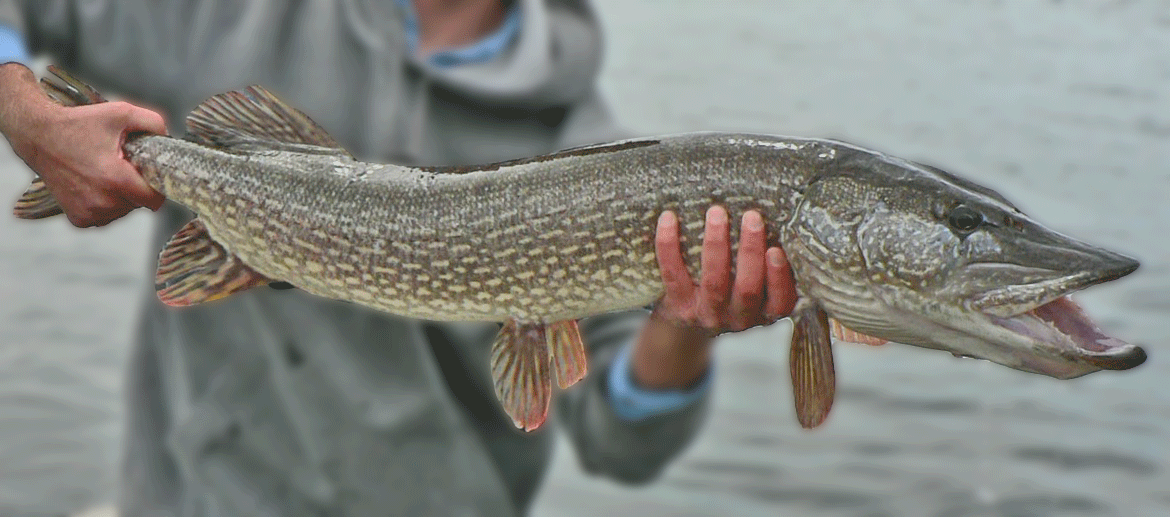 northern pike