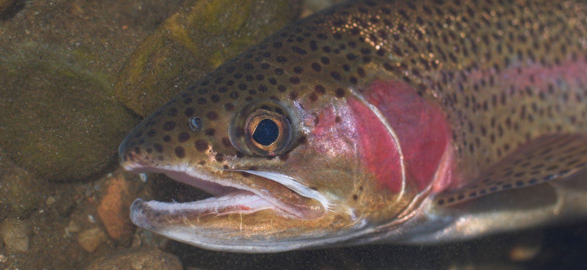 rainbow trout