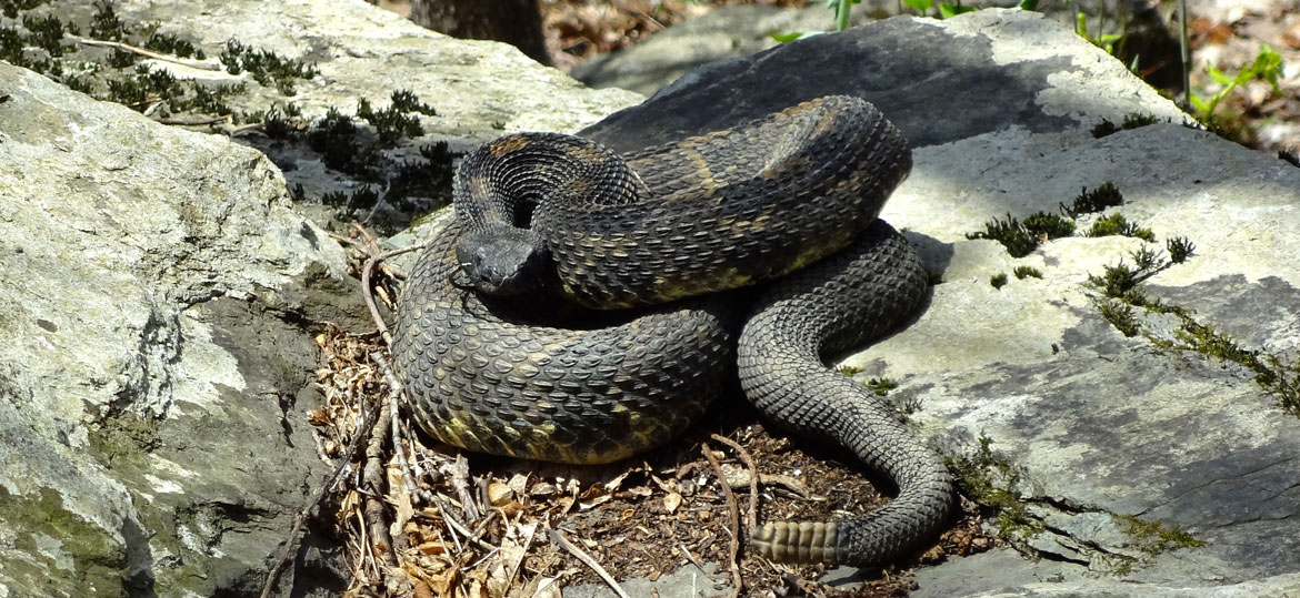 timber rattlesnake head