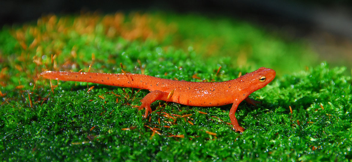 orange salamander poisonous