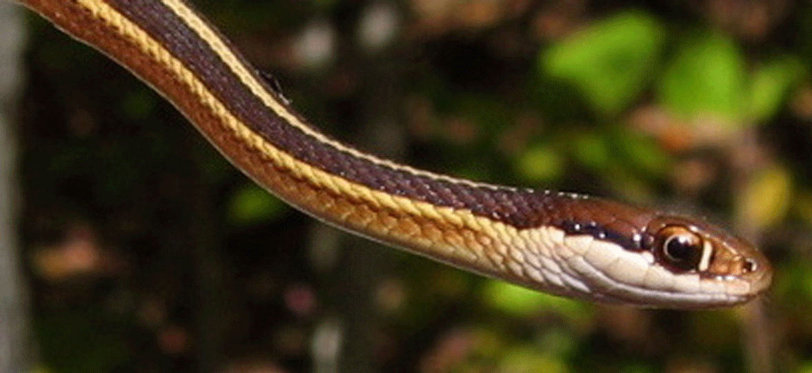 black snake with yellow stripe on head