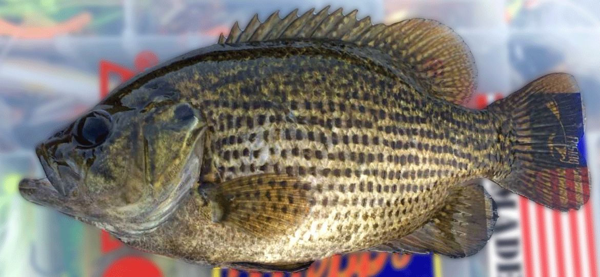 Rock Bass | Vermont Fish & Wildlife Department