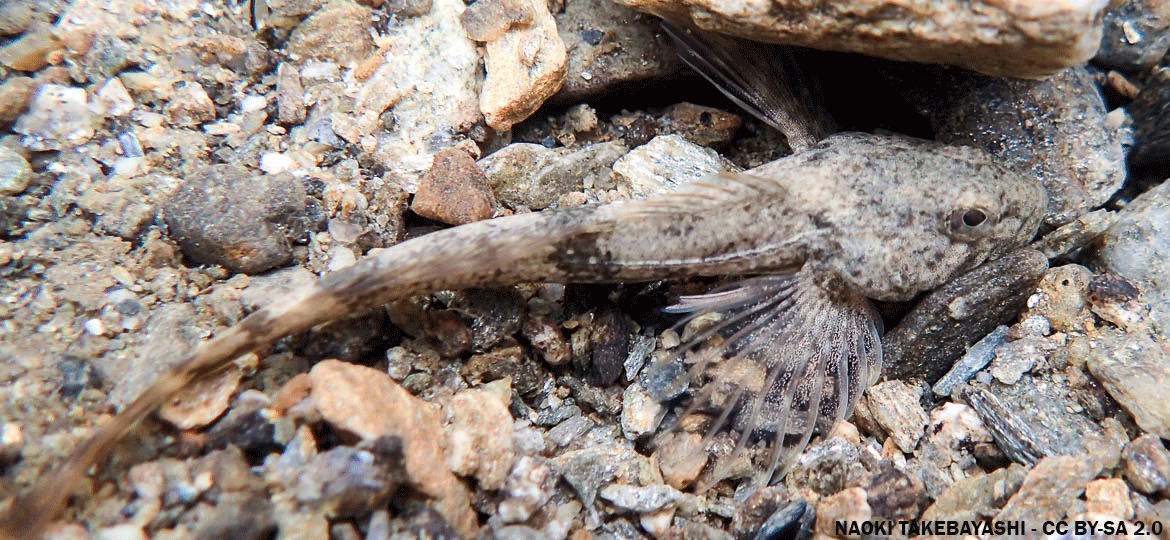 slimy sculpin