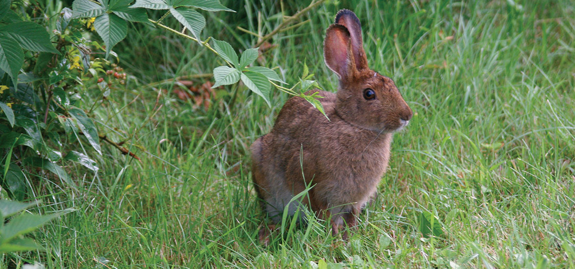 arctic hare diagram