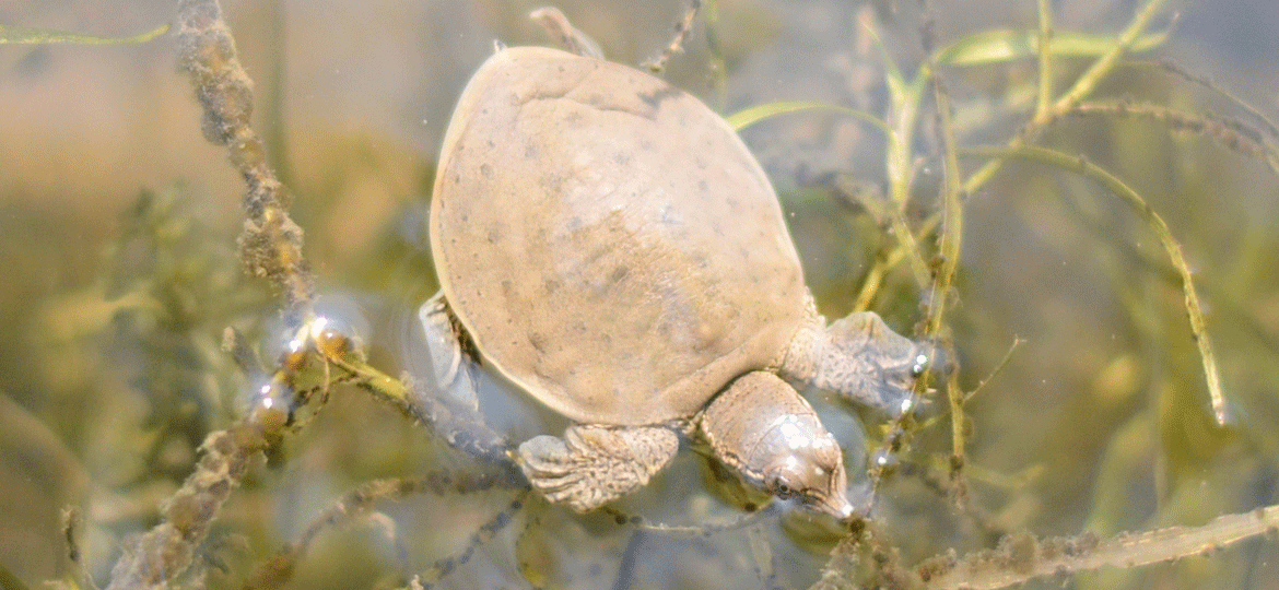 Eastern Spiny Softshell Turtle Vermont Fish Wildlife Department