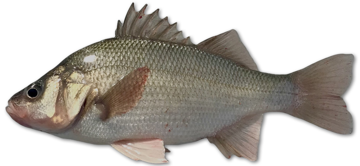 white perch