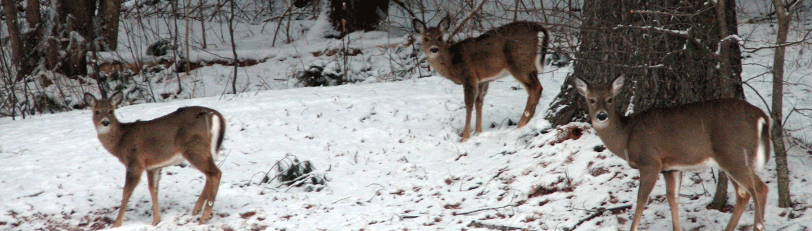 three deer in a winter yard