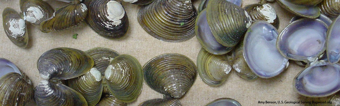 clam description