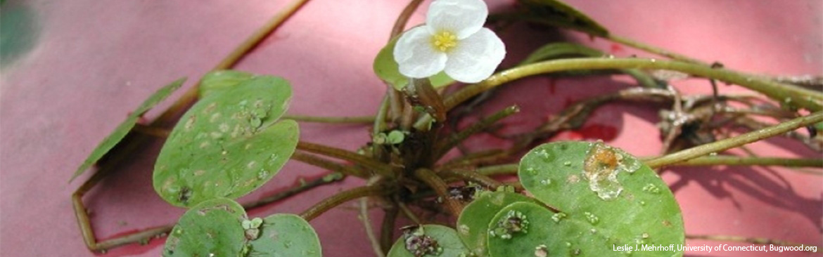 Eurasian Watermilfoil