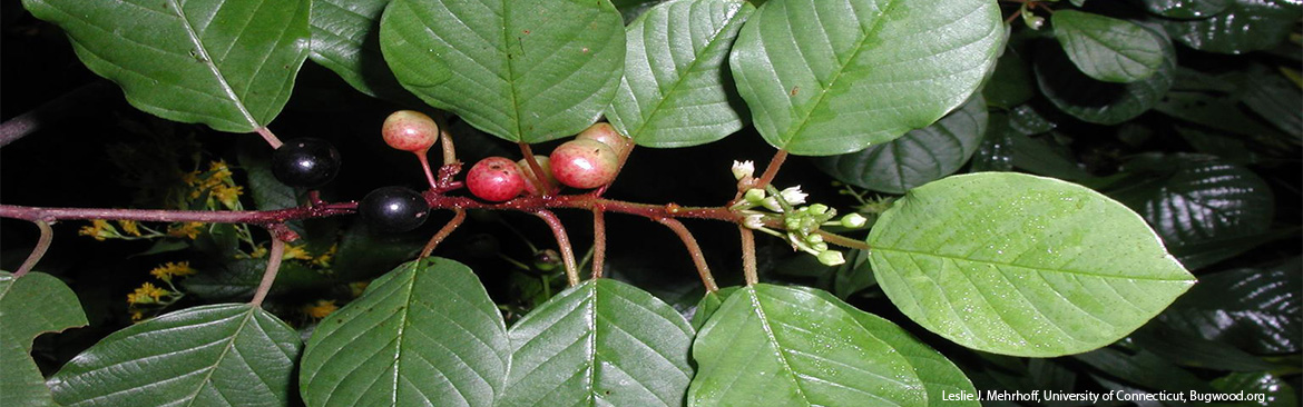 Glossy Buckthorn