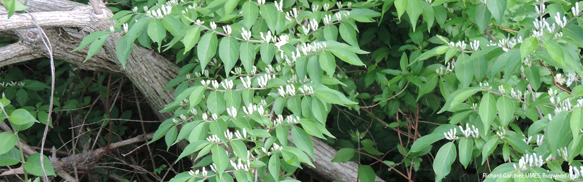 Shrub Honeysuckle