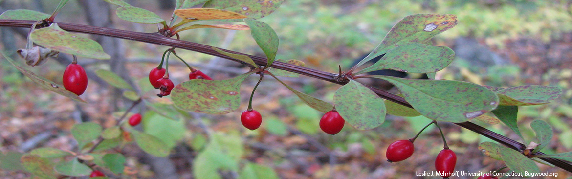 barberry