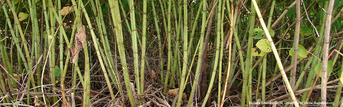 Japanese Knotweed