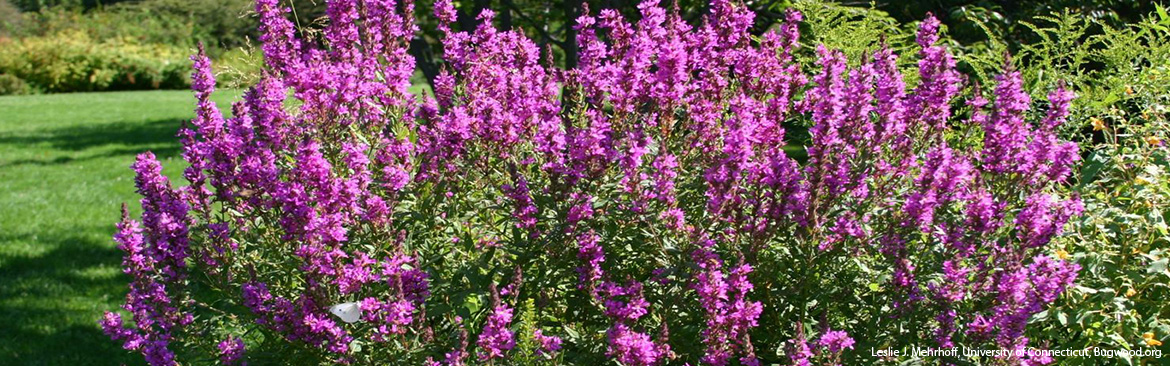 purple loosestrife invasive species