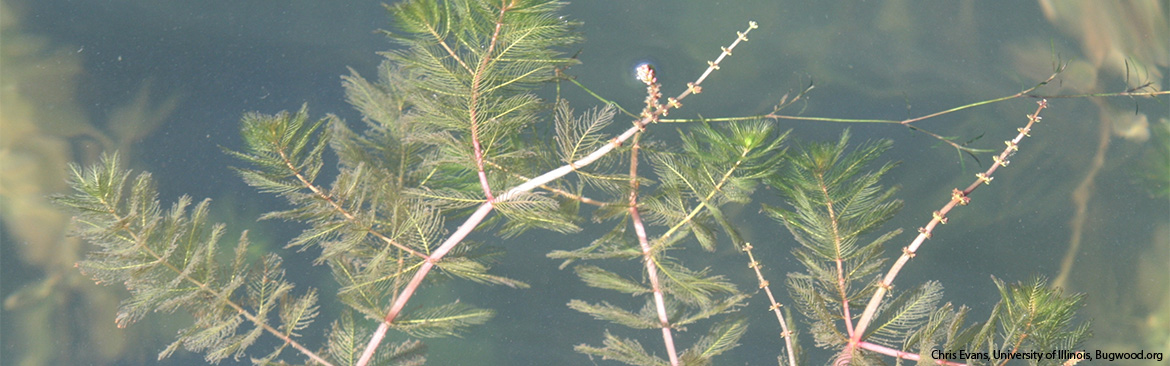 Eurasian Watermilfoil