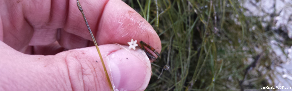 Starry Stonewort