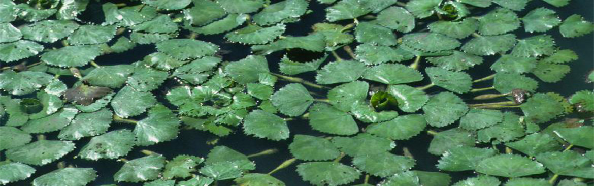 water chestnut plant