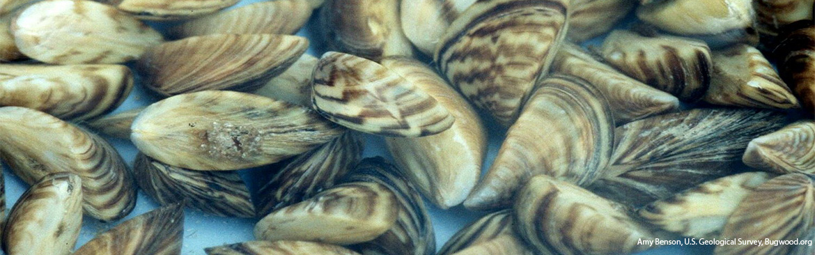 Zebra Mussels Vermont Fish Wildlife Department