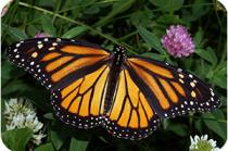 monarch butterfly