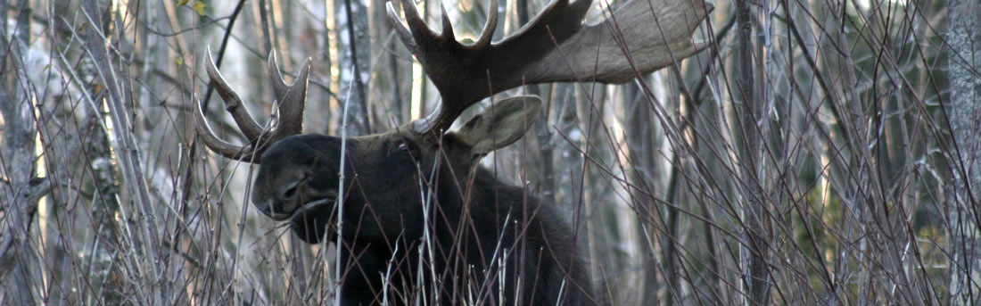 Moose browsing