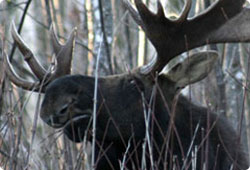 bull moose in brush