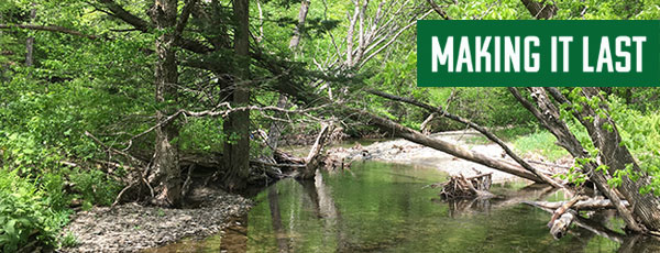 tree-lined stream