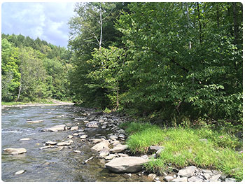 stream with good riparian area