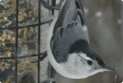 songbird on a feeder