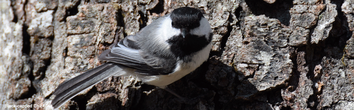 black-capped chickadee