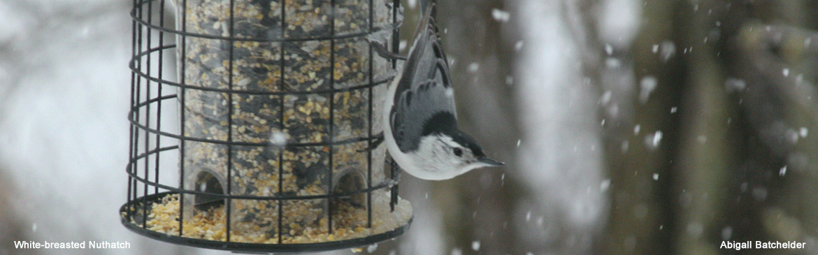 nuthatch