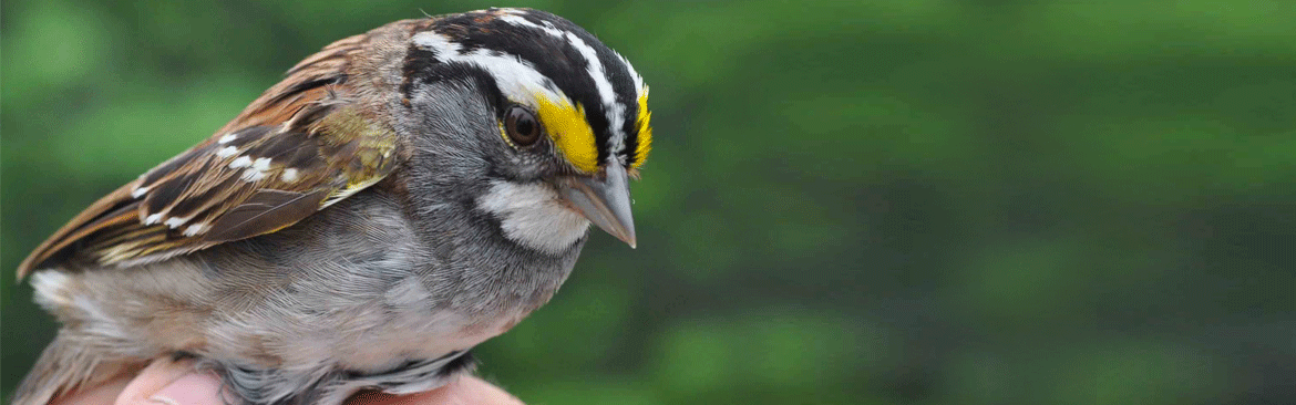 white-throated sparrow