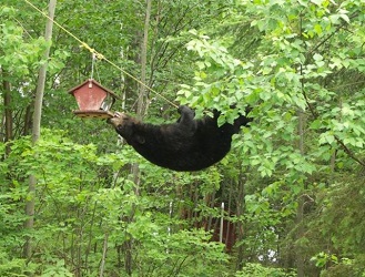 Bear on feeder