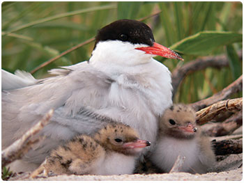 common tern with chicks