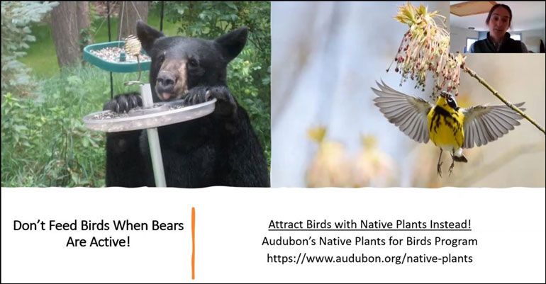 bear at a bird feeder and a bird feeding on a natural plant