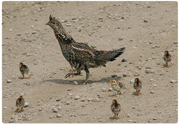 female ruffed grouse with chicks