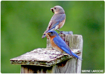 make and female bluebirds
