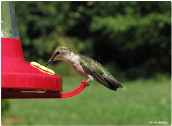 Humming bird drinking from feeder