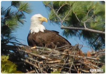 bald eagle on a nest
