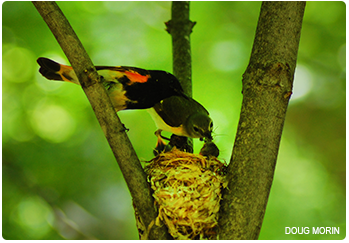 Male and female American redstart feeding nestlings.