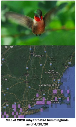 ruby-throated humming bird and migration map