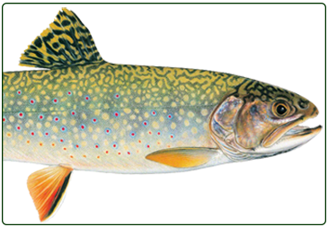 brook trout